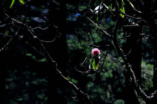 川西高山杜鹃花