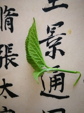 桑葉