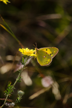 butterfly蝴蝶