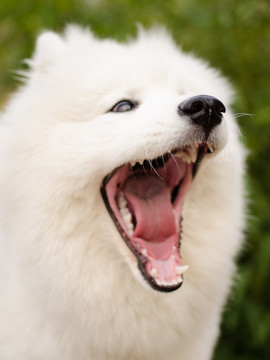 Samoyed萨摩耶犬