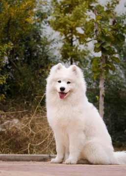 Samoyed萨摩耶犬