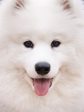 Samoyed萨摩耶犬