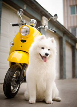 Samoyed萨摩耶犬