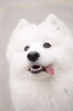 Samoyed萨摩耶犬