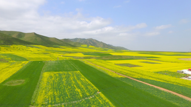 扁都口油菜花