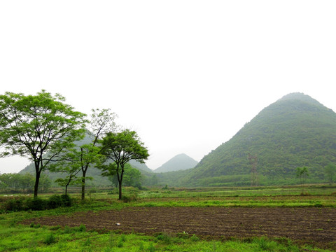 綠樹田野