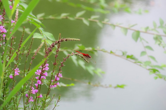 红蜻蜓