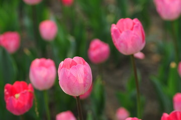 郁金香花