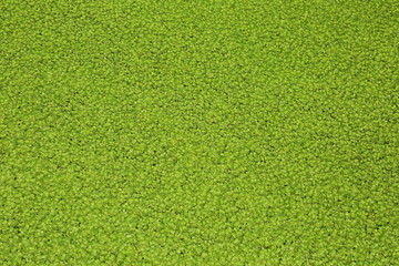 绿色浮萍的水面