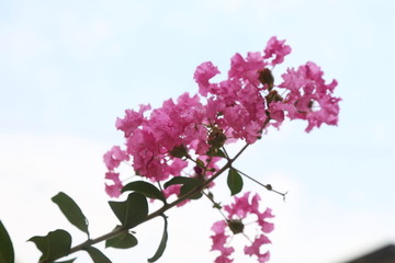 盛开的紫薇花