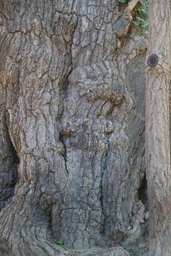 大觉寺的古树树皮