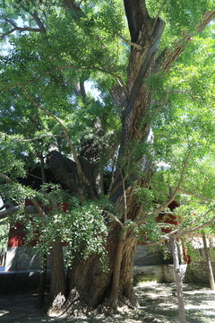 大觉寺的七叶树