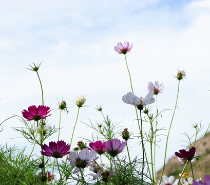 格桑花