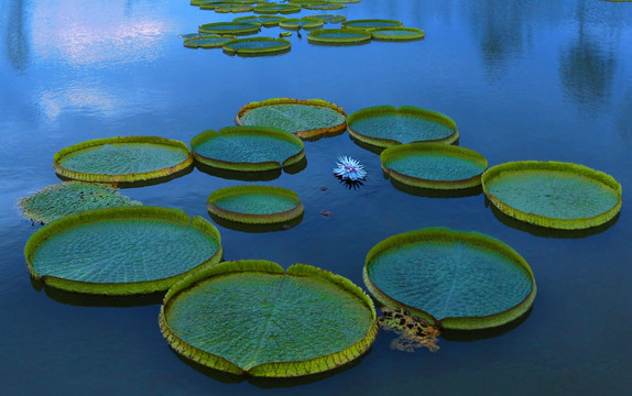 莲花池