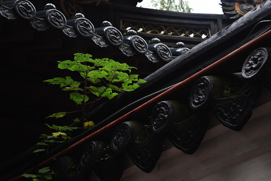 普陀山 普济禅寺 墙头草