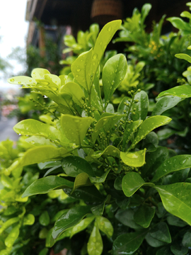 雨后绿植