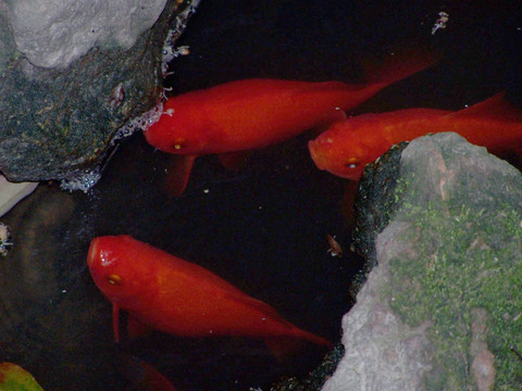红鱼 锦鲤 青苔 池水