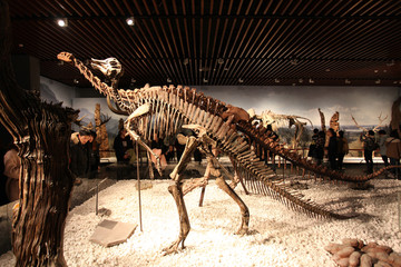 南京博物院 化石 动物化石