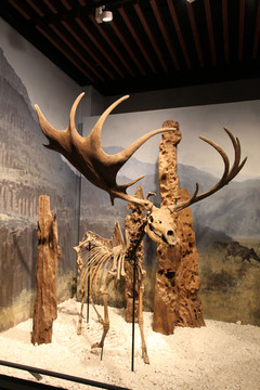 南京博物院 化石 动物化石