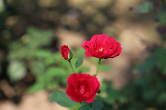 月季花花朵和花苞