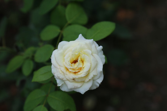 白色月季季花花朵