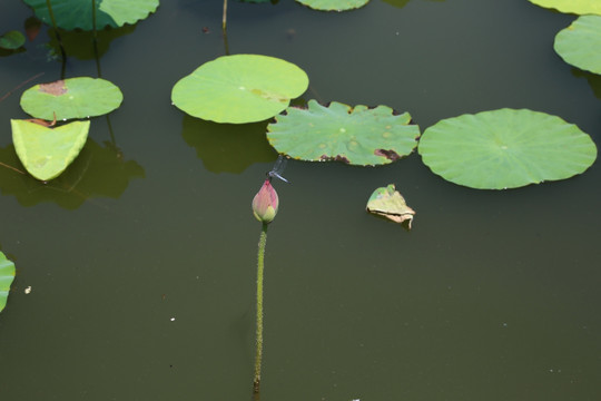 蜻蜓驻留在荷花花苞上