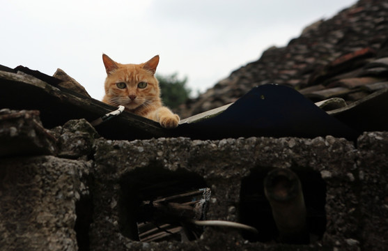 屋顶上的猫