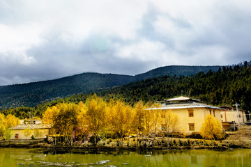 香格里拉银杏 藏族民居