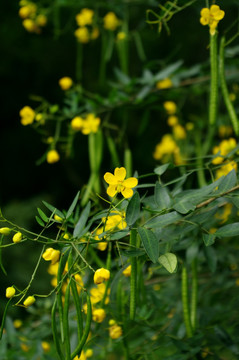 花草植物