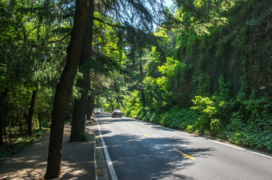 绿树树荫道路