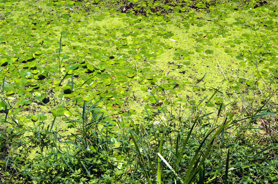 池塘水草浮萍植物