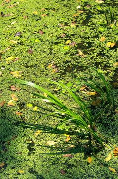 池塘水草浮萍植物