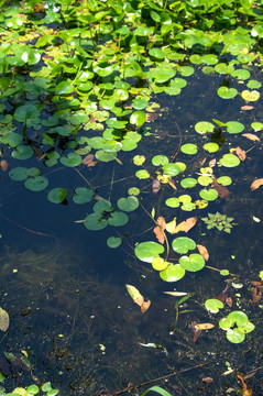 池塘水草浮萍植物