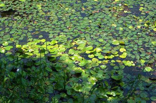 河面水草