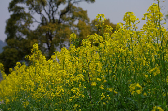 油菜花