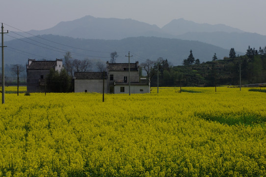 皖南油菜花