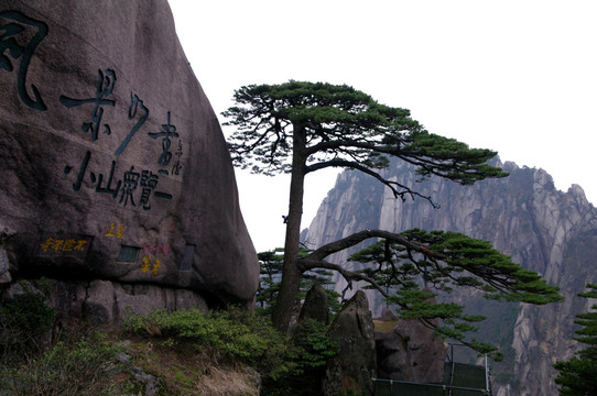 黄山迎客松