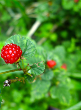 高清野莓