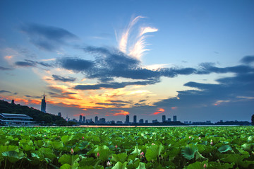 夕阳晚霞荷花塘