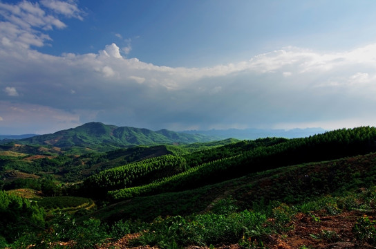 山林 树林