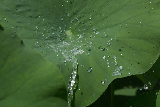 荷叶水花