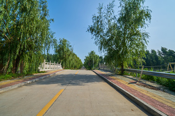 乡村公路 垂柳