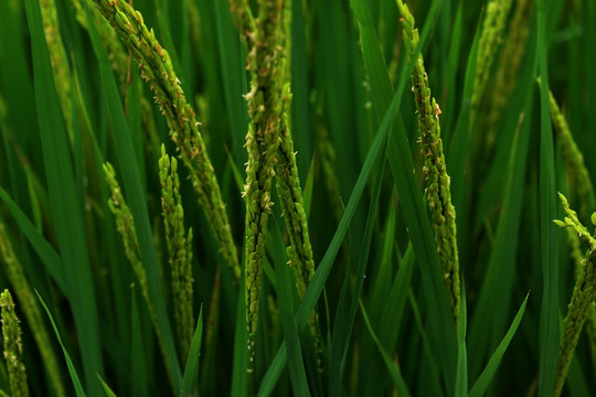 水稻 稻田 未成熟的稻子 稻花
