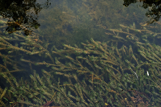 水草