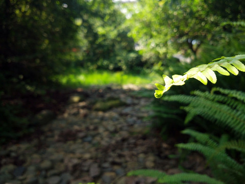 蕨类植物 肾蕨