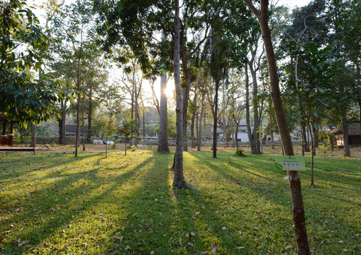 清迈大学树林