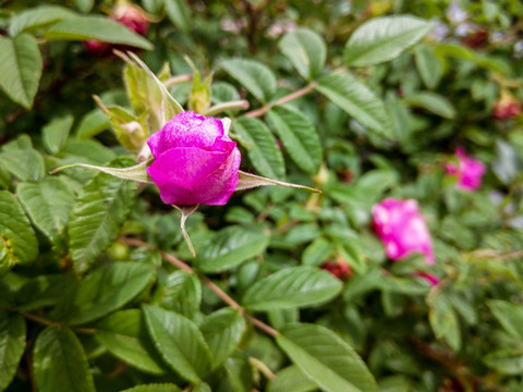 野生玫瑰花