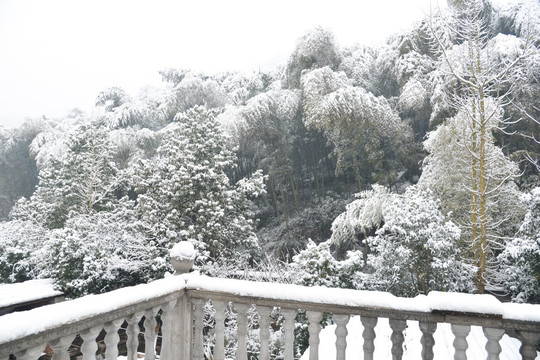 竹林冬雪