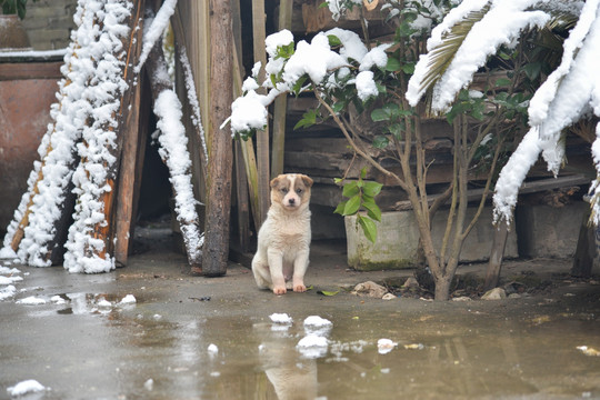 田园幼犬