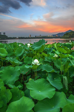 夕阳晚霞荷塘